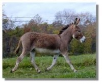 The donkey trots off