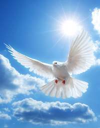 Dove in the air with wings wide open in-front of the sun