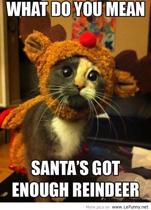 Christmas Smiles - What Do You Mean Santa's Got Enough Reindeer Christmas Smiles - What Do You Mean Santa's Got Enough Reindeer